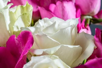 Closeup photo of white and magenta roses.
