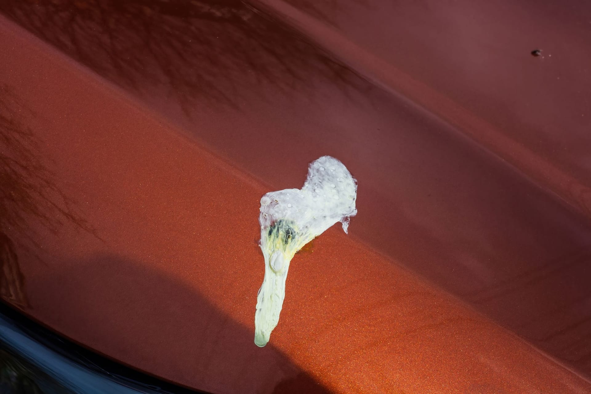 Vogeldreck als Dünger: Nicht jeder Kot enthält viele Nährstoffe.