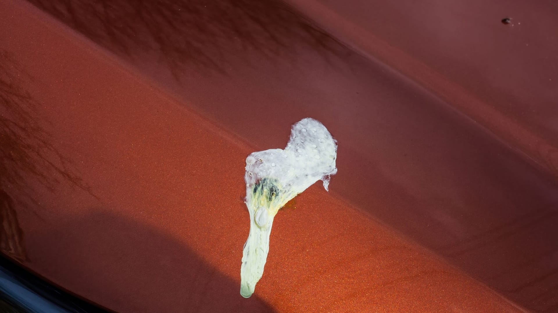 Vogeldreck als Dünger: Nicht jeder Kot enthält viele Nährstoffe.