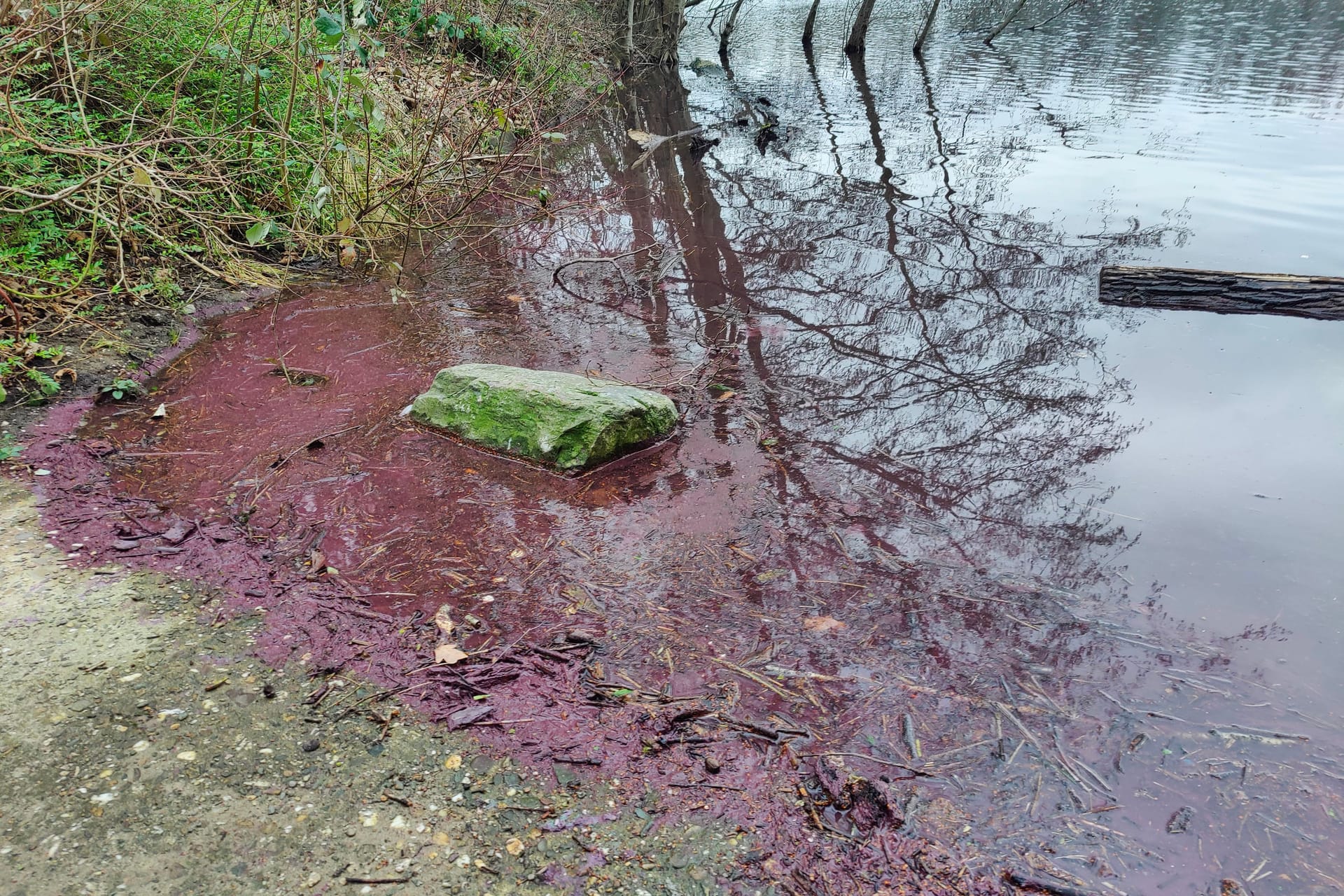 Große Mengen der Burgunderblutalge sind an die Wasseroberfläche aufgestiegen. Mensch und Tier sollten den Kontakt meiden.