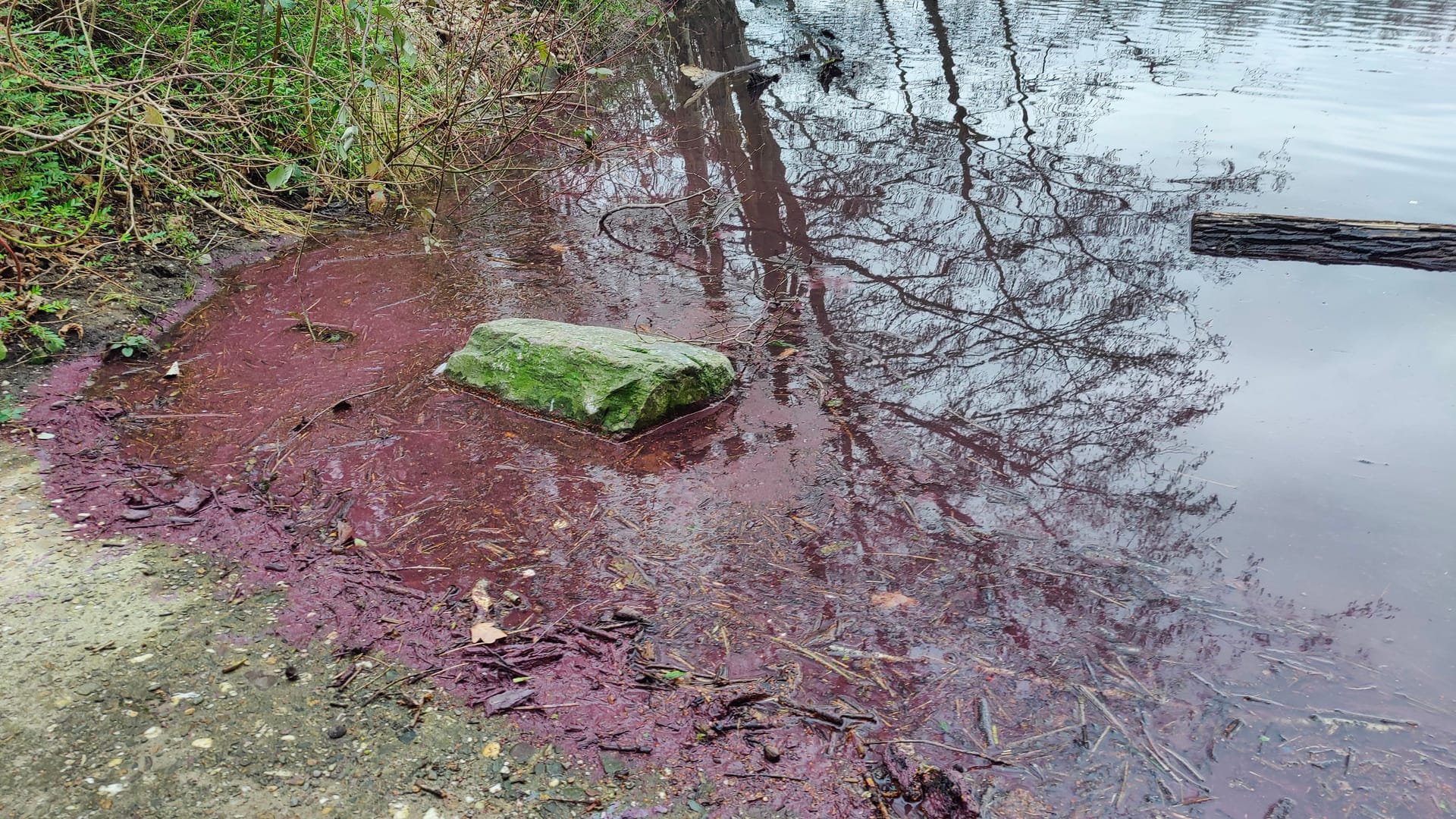 Große Mengen der Burgunderblutalge sind an die Wasseroberfläche aufgestiegen. Mensch und Tier sollten den Kontakt meiden.