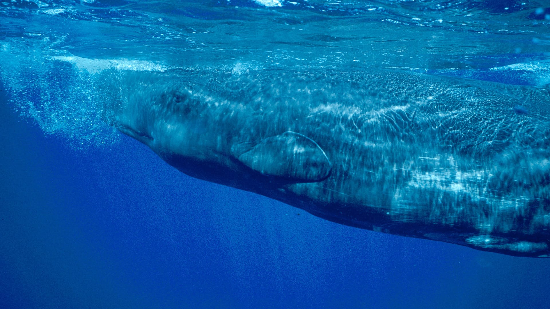 Ein Pottwal schwimmt im Atlantik nahe den Azoren (Archivbild): Weltweit steht es schlecht um die Meeresriesen.