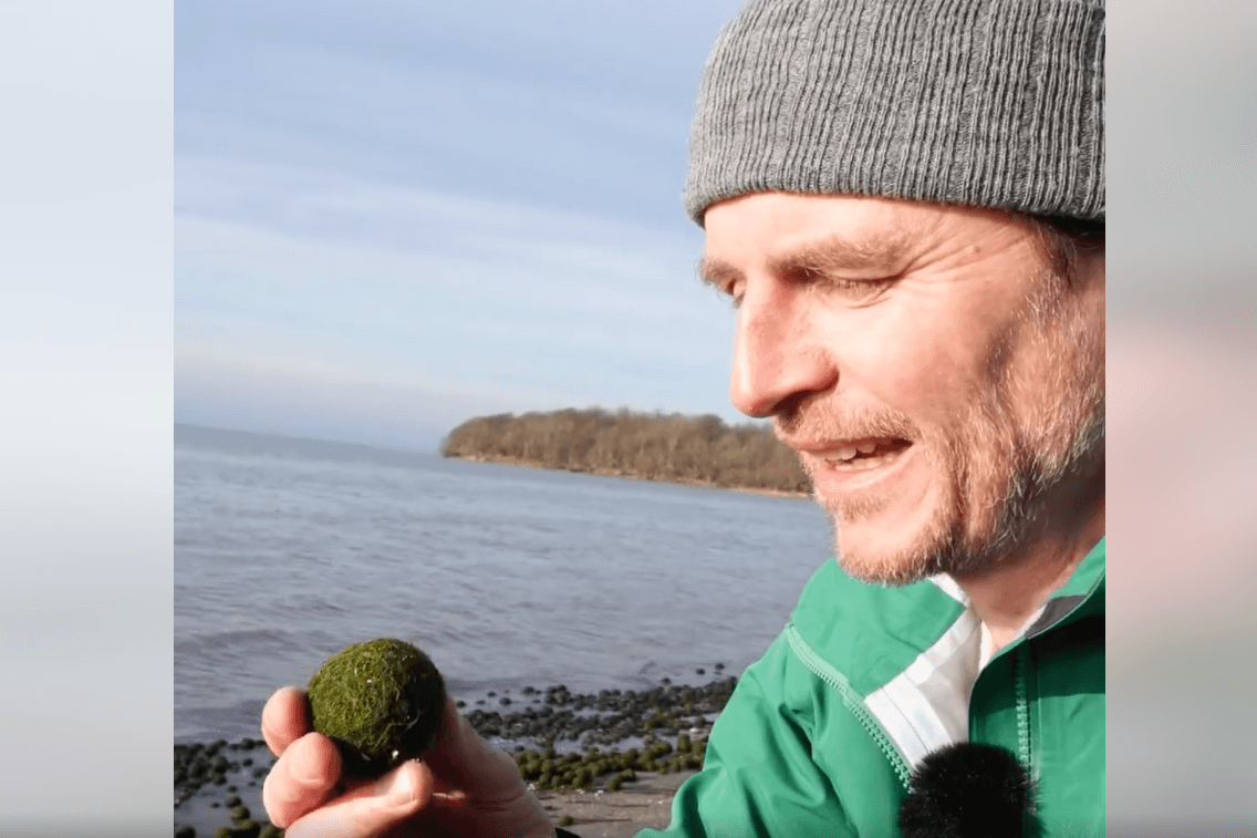 Grüne Kügelchen am Strand von einer Ostseeinsel.