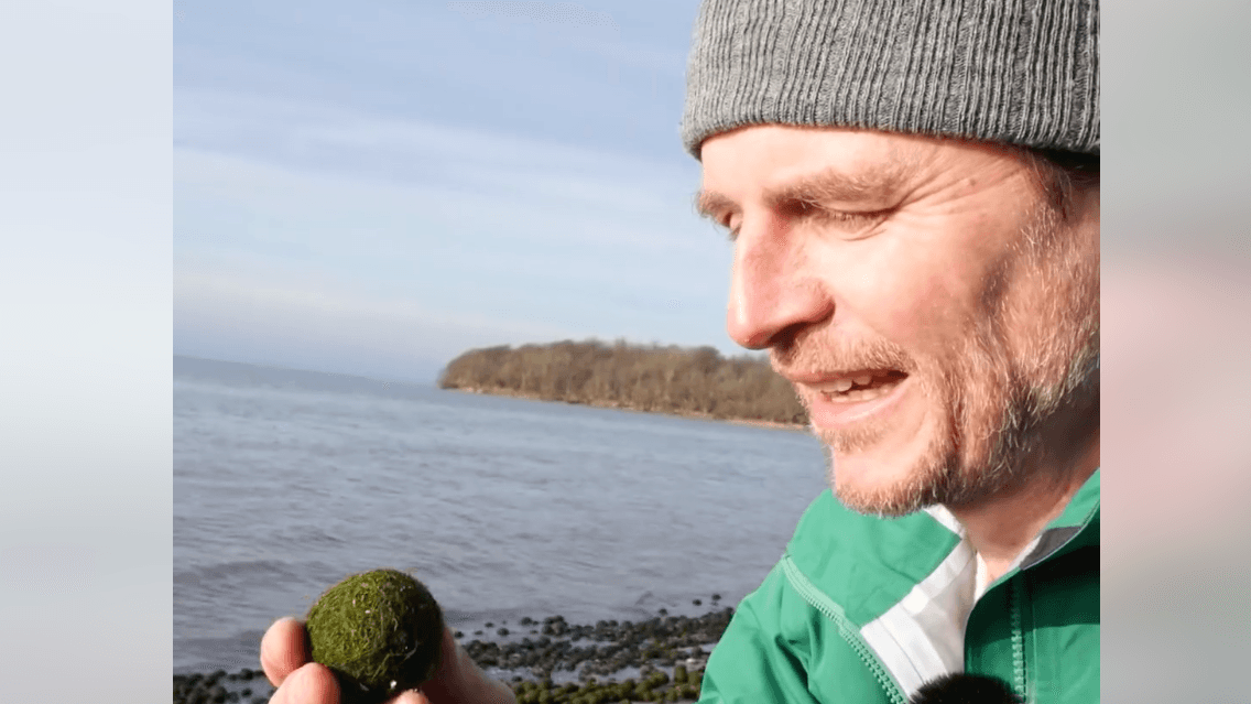 Grüne Kügelchen am Strand von einer Ostseeinsel.