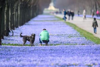 Zum Frühlingsanfang - Scilla-Blüte in Hannover