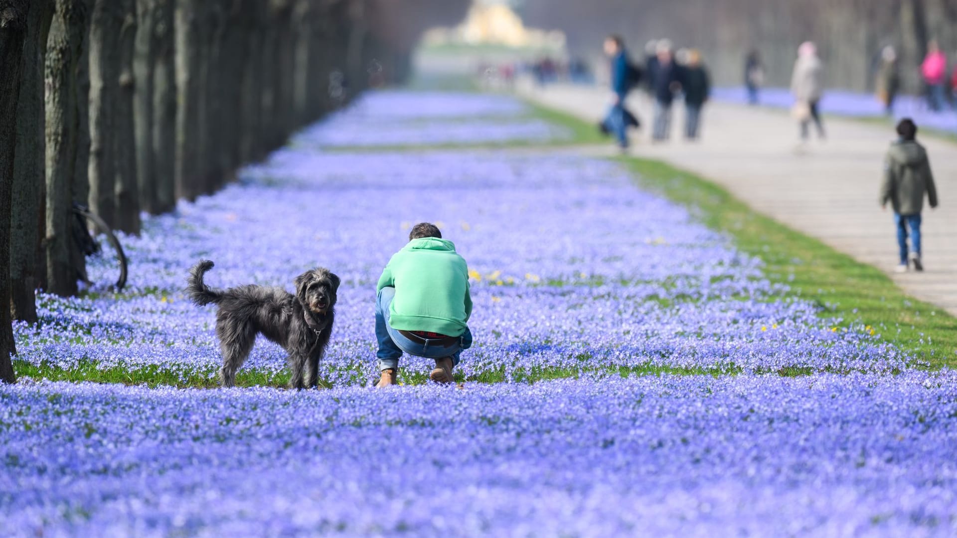 Zum Frühlingsanfang - Scilla-Blüte in Hannover