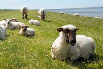 Schafe am Deich von Carolinensiel (Archivfoto): Einfach mal die Seele baumeln lassen – dafür ist der Ort bestens geeignet.