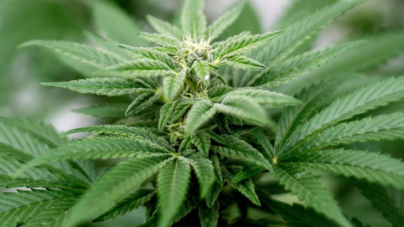 Cannabis: Ab April soll es erlaubt sein, zu Hause drei Pflanzen anzubauen.