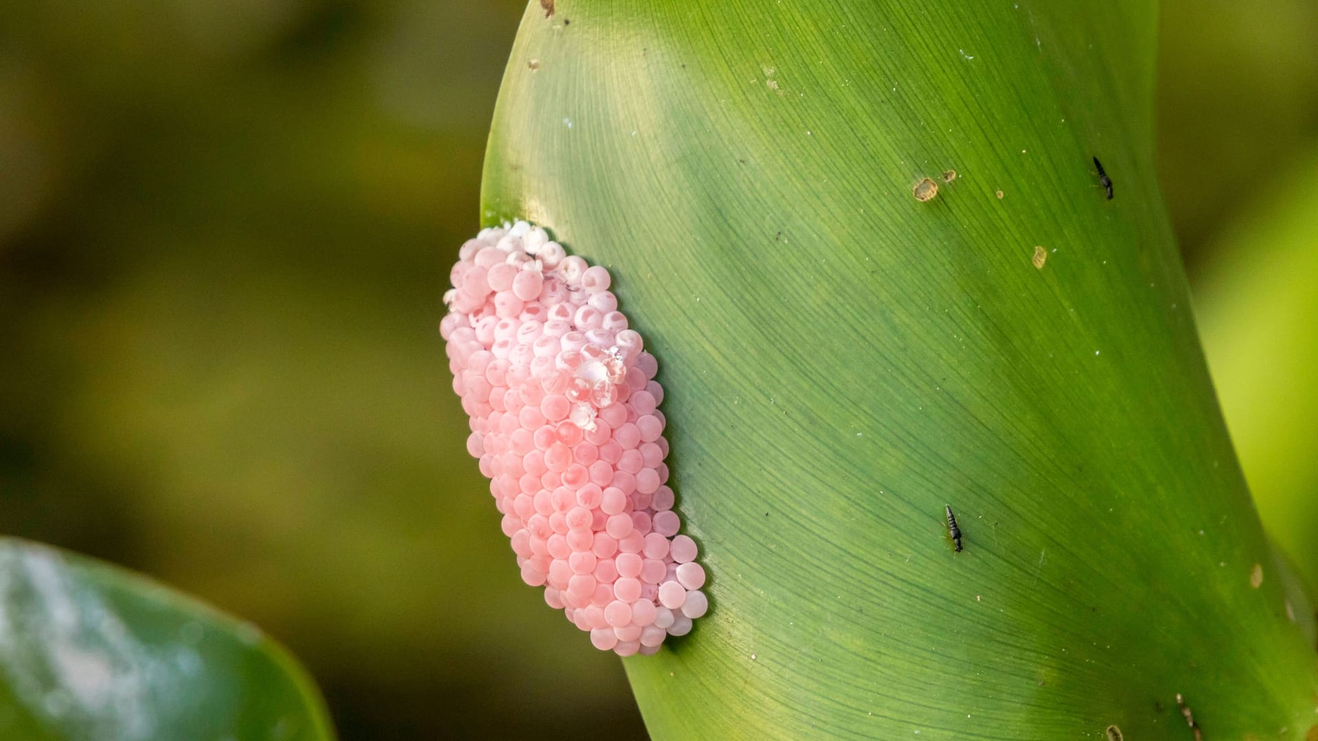 Auf Ufer- und Wasserpflanzen: Eier der Apfelschnecke