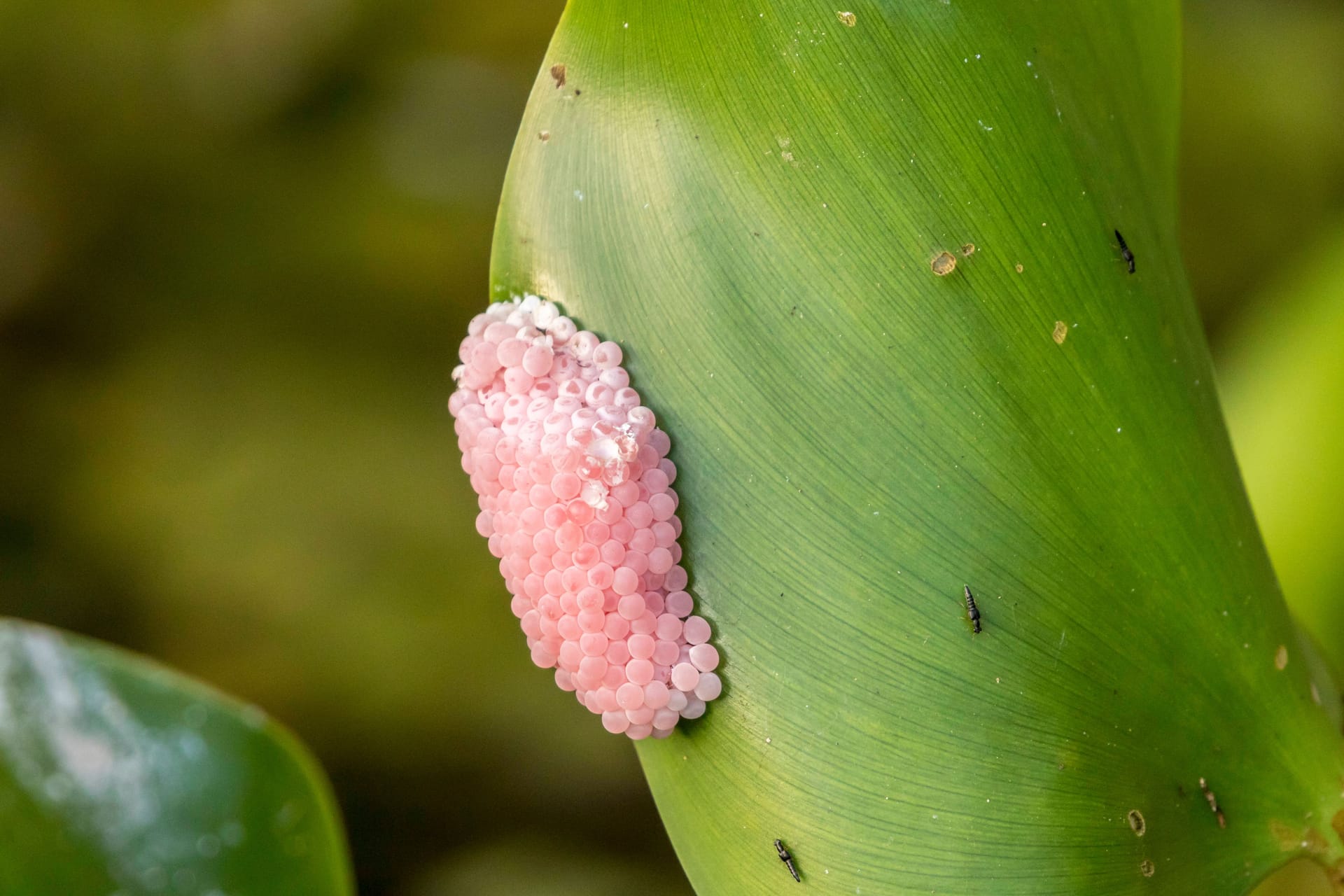 Auf Ufer- und Wasserpflanzen: Eier der Apfelschnecke