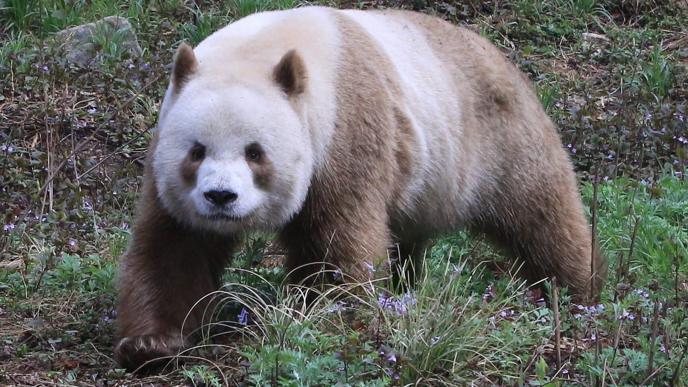 Im Bild ist Qizai, der einzige derzeit in Gefangenschaft lebende Große Panda mit braun-weißer statt mit schwarz-weißer Färbung.