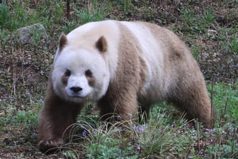 Im Bild ist Qizai, der einzige derzeit in Gefangenschaft lebende Große Panda mit braun-weißer statt mit schwarz-weißer Färbung.