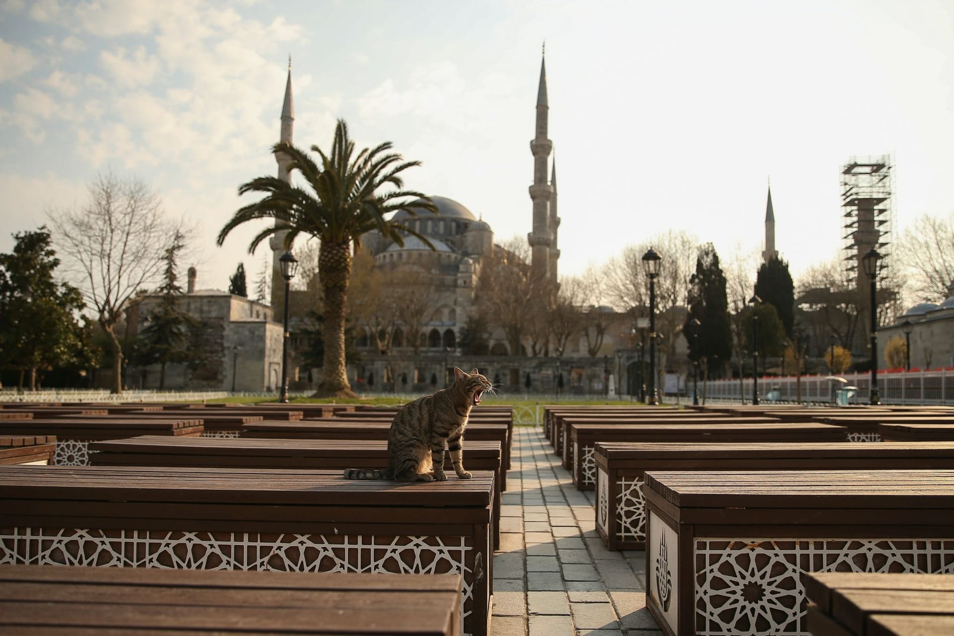 Straßenkatzen sind in Istanbul fester Bestandteil des Stadtbildes