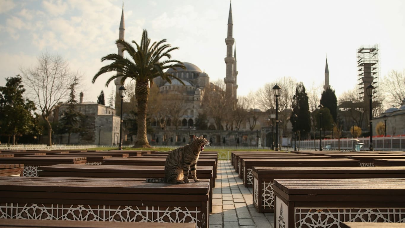 Straßenkatzen sind in Istanbul fester Bestandteil des Stadtbildes