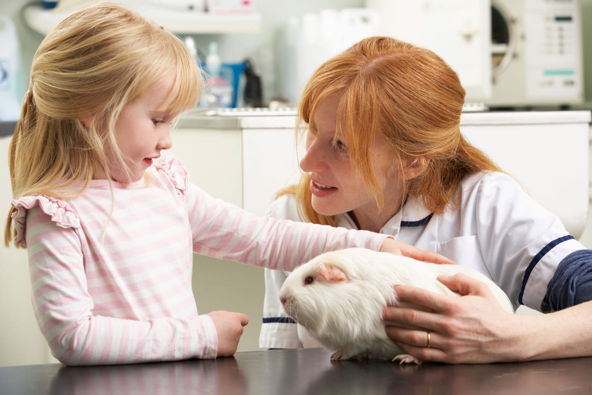 Female Veterinary Surgeon Examining Child's Guinea Pig In Surgery