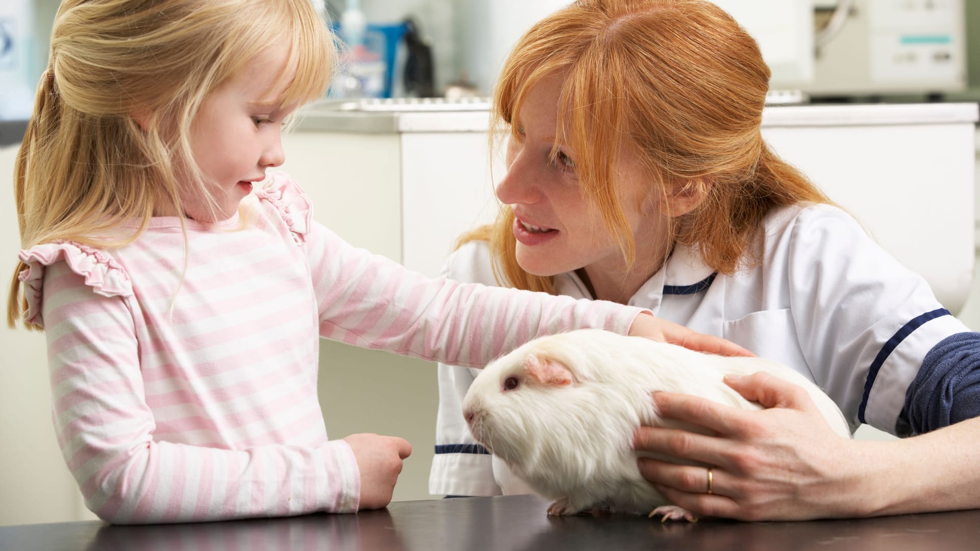 Female Veterinary Surgeon Examining Child's Guinea Pig In Surgery