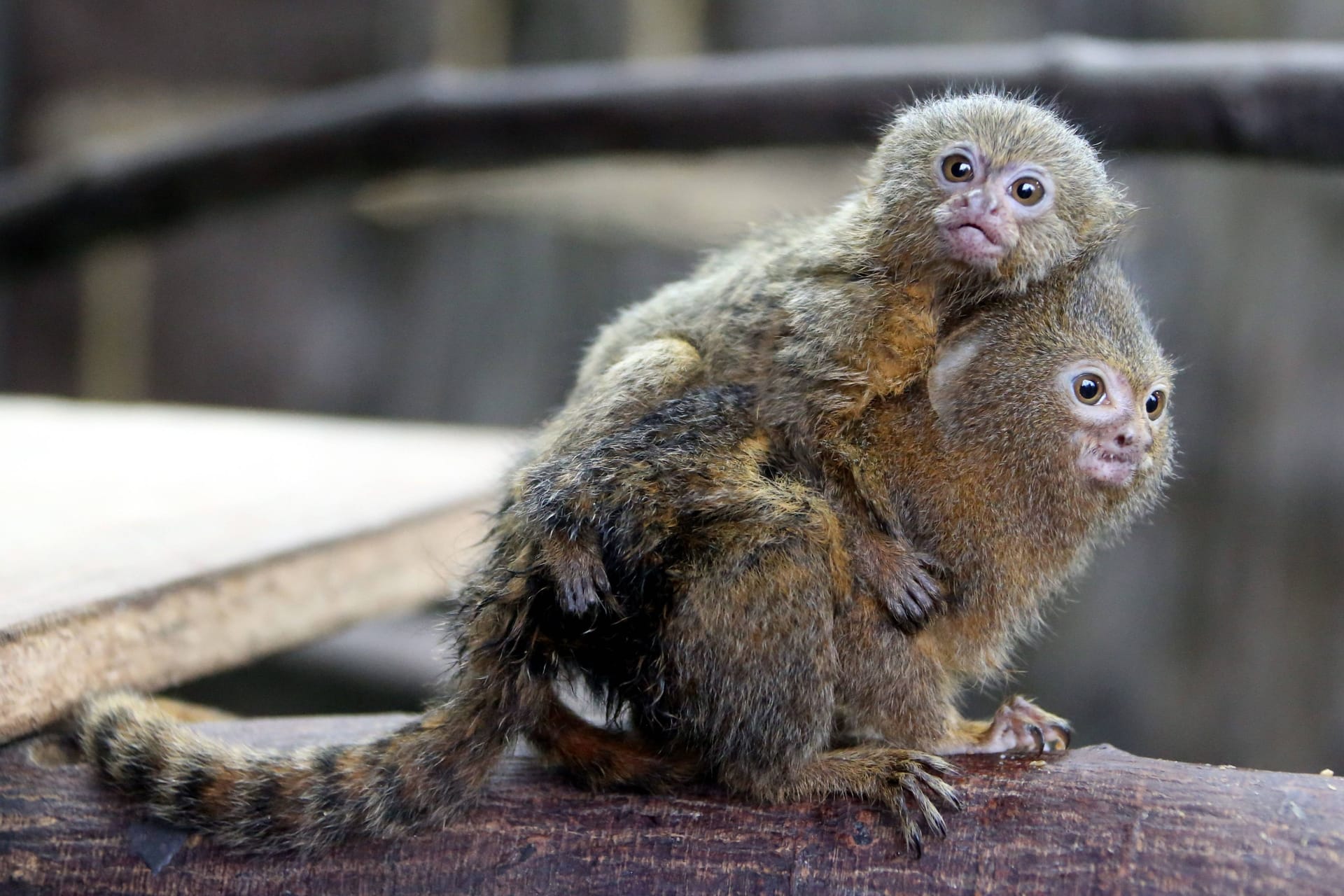 Zwei Zwergseidenäffchen (Archivbild): Im Dortmunder Zoo hat die Tiergruppe weiteren Zuwachs bekommen.
