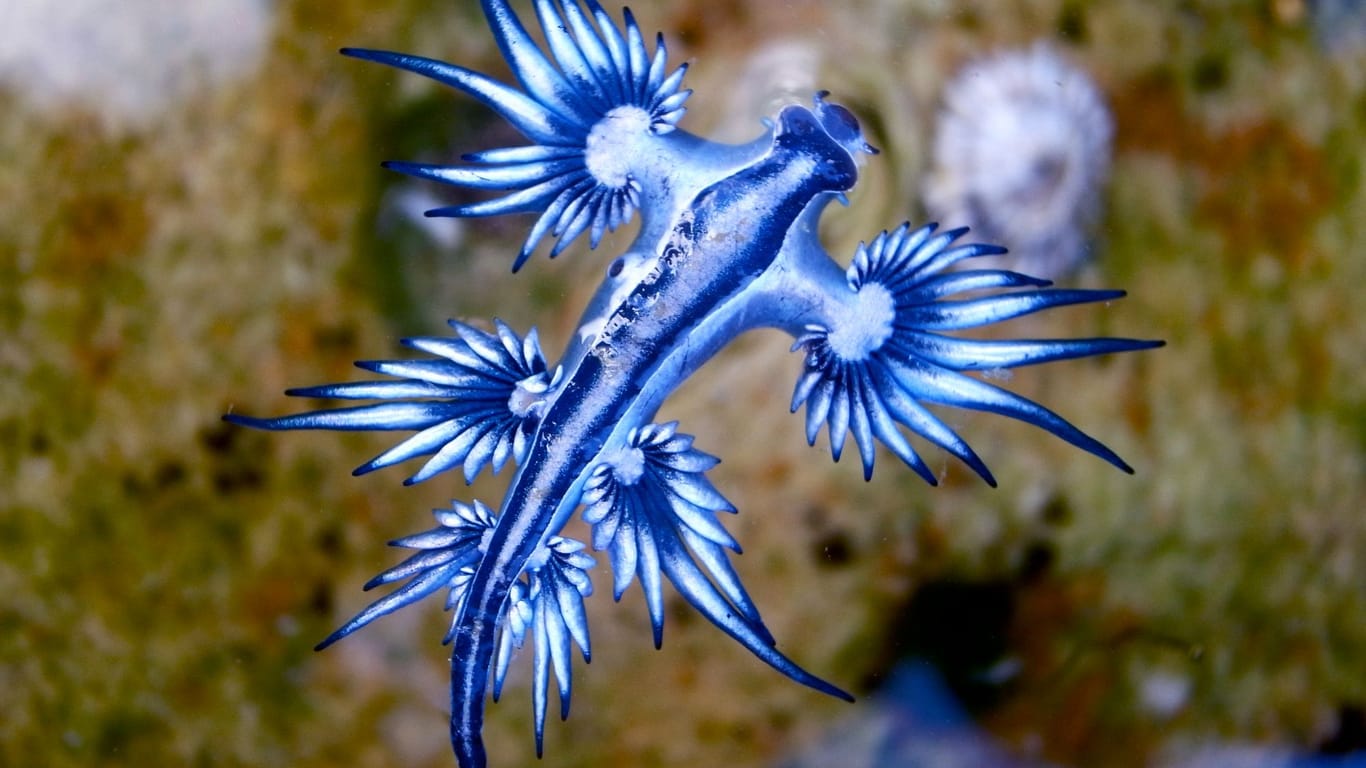 Glaucus atlanticus: Die Seeschnecke, die im Volksmund Blauer Drache heißt, lässt sich von den Strömungen treiben.