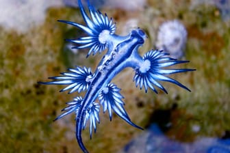 Glaucus atlanticus: Die Seeschnecke, die im Volksmund Blauer Drache heißt, lässt sich von den Strömungen treiben.
