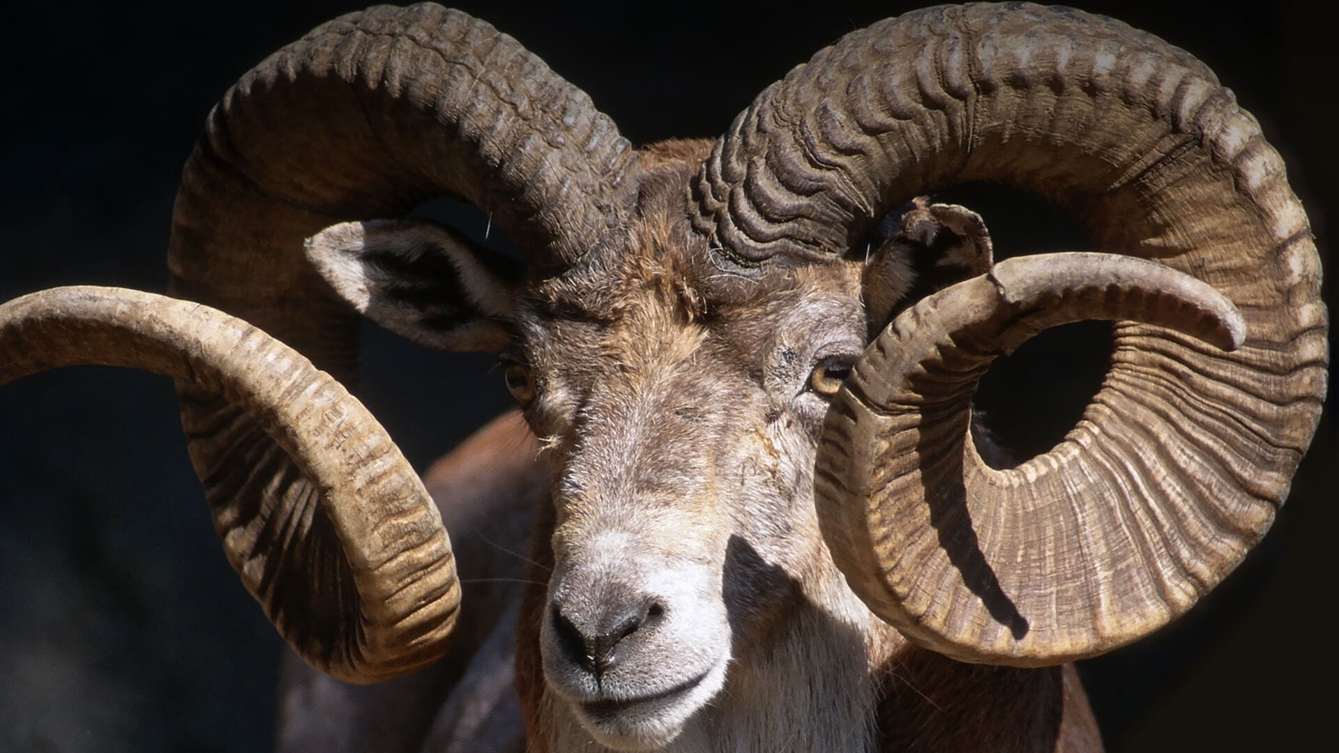 Marco-Polo-Argali-Schaf (Archivbild): Schon ohne Grusel-Züchtung 140 Kilogramm schwer und bis zu 1,50 Meter lange Hörner.