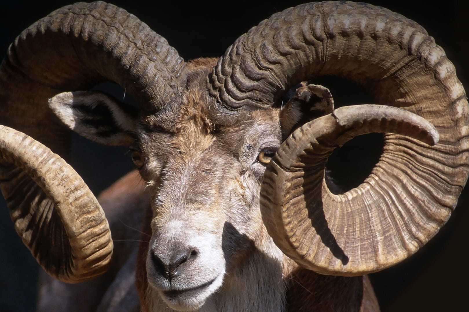 Marco-Polo-Argali-Schaf (Archivbild): Schon ohne Grusel-Züchtung 140 Kilogramm schwer und bis zu 1,50 Meter lange Hörner.