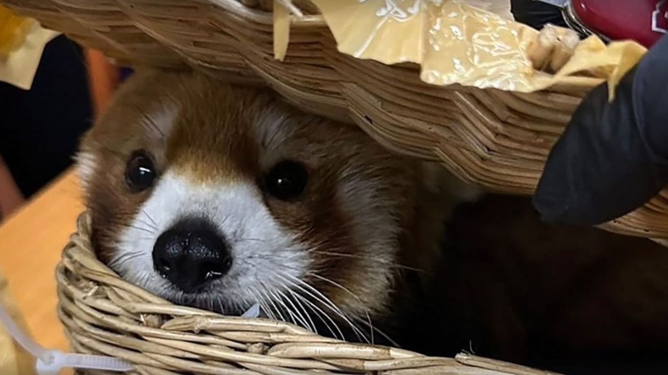 Dieser Rote Panda war von Schmugglern in einem Korb verstaut worden.
