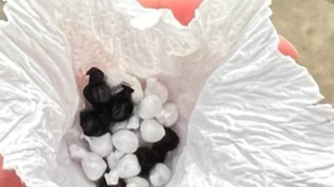 Die Beamten fanden bei der Kontrolle jede Menge Drogen-"Bubbles".
