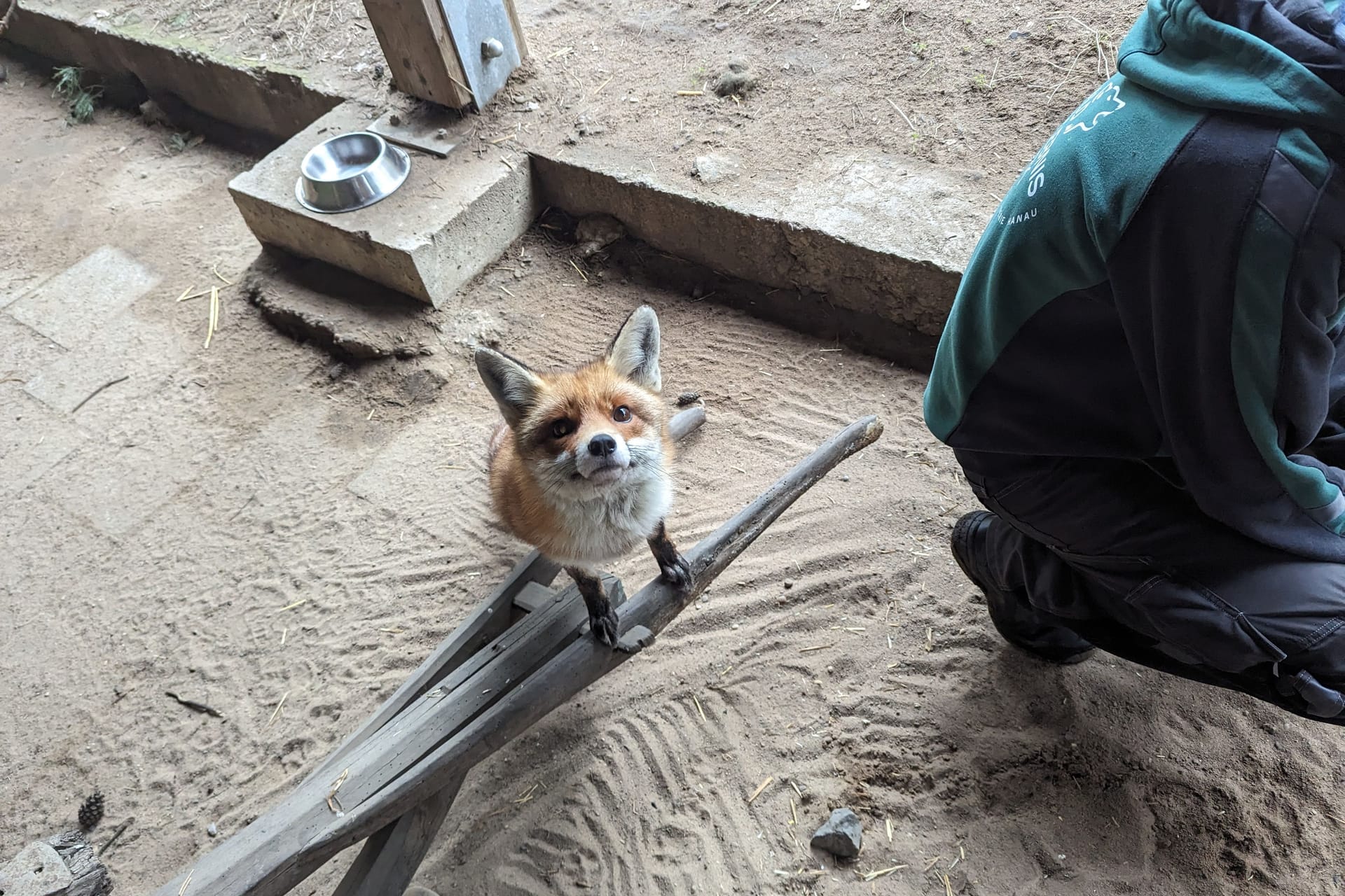 Weiblicher Rotfuchs in der Alten Fasanerie: Füchsin Kobi schaut interessiert in die Kamera