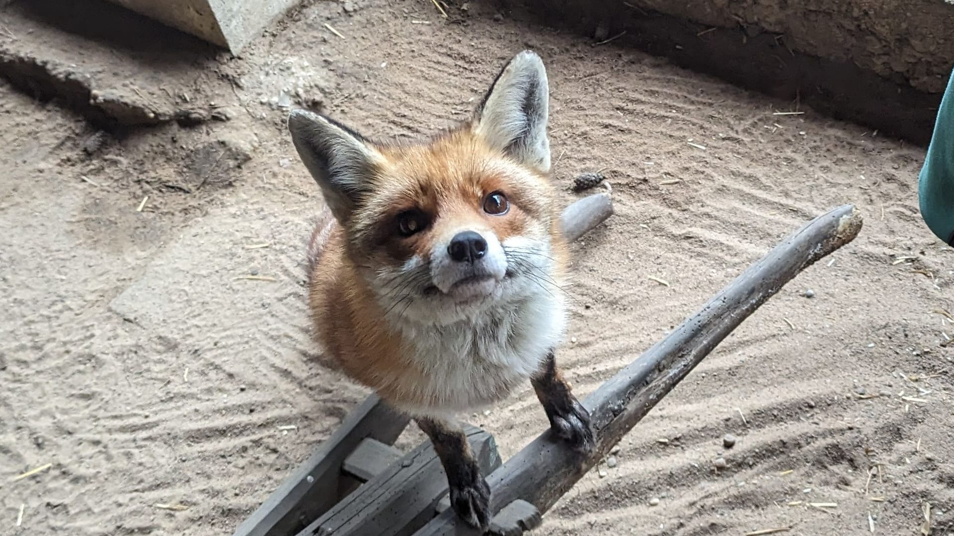 Weiblicher Rotfuchs in der Alten Fasanerie: Füchsin Kobi schaut interessiert in die Kamera