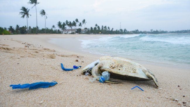 Nicht nur für Tiere hat der Plastikmüll, den wir täglich produzieren, weitreichende Folgen.