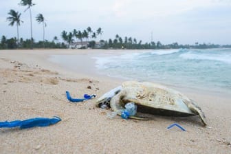 Nicht nur für Tiere hat der Plastikmüll, den wir täglich produzieren, weitreichende Folgen.