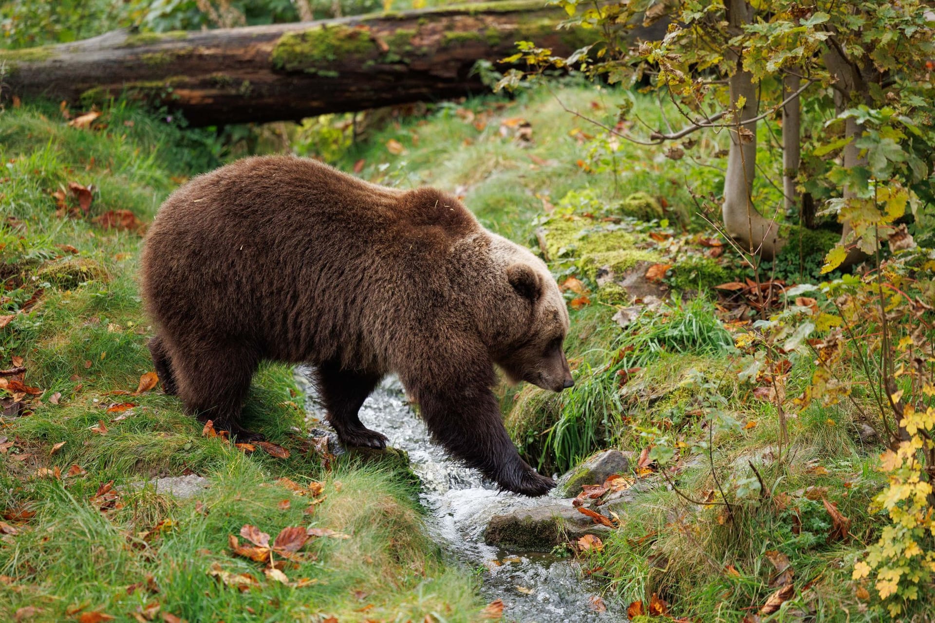Braunbär