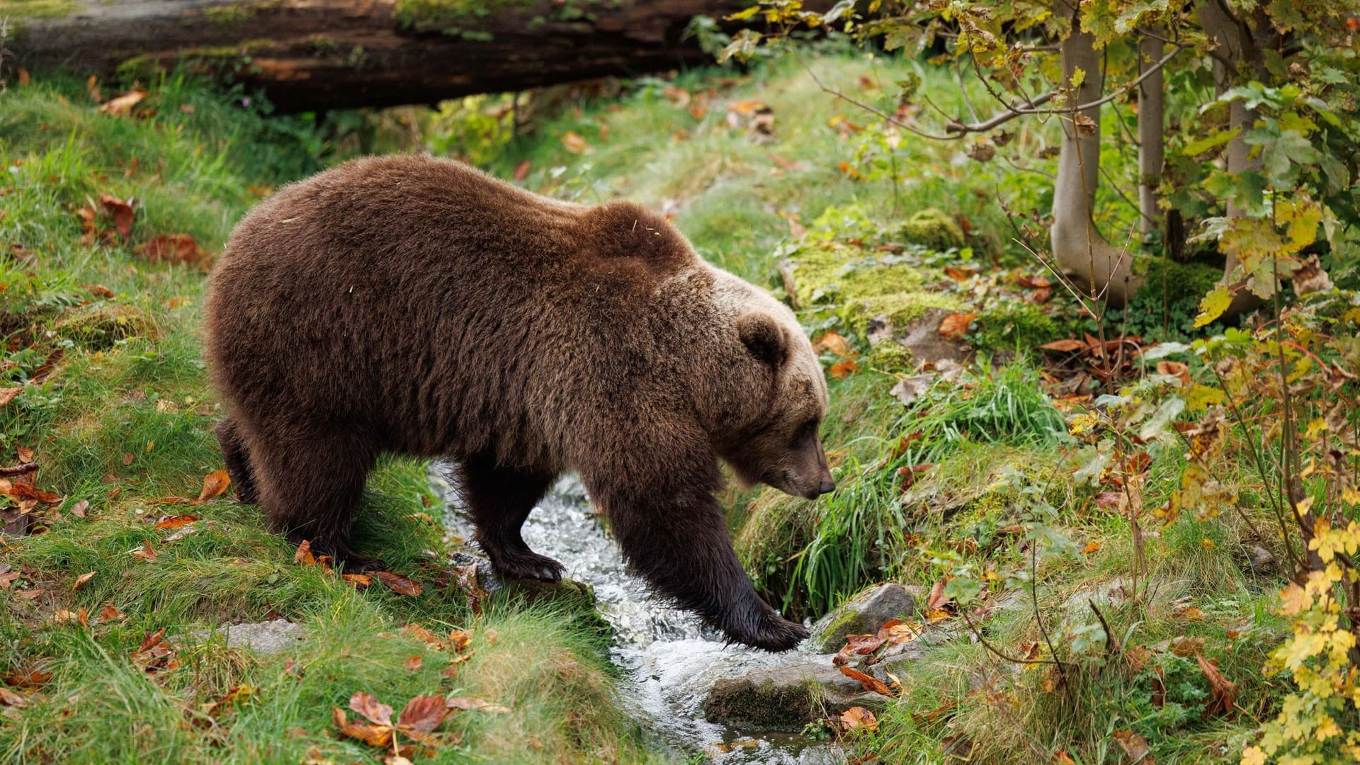 Braunbär Braunbär