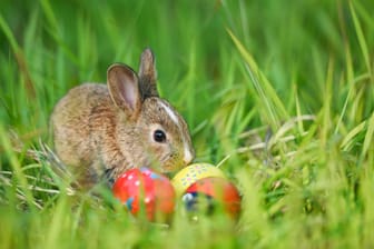 Easter bunny and Easter eggs on green grass outdoor / Little brown rabbit sitting