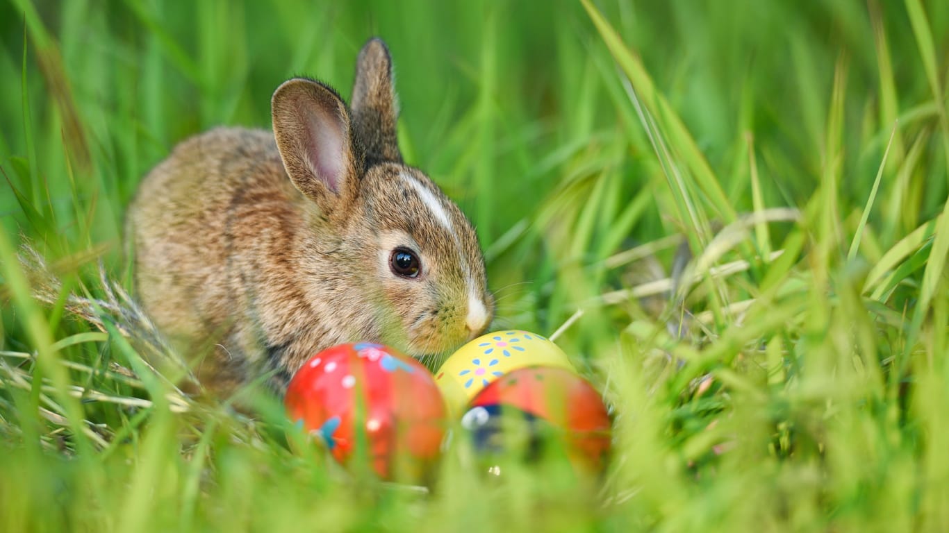 Easter bunny and Easter eggs on green grass outdoor / Little brown rabbit sitting