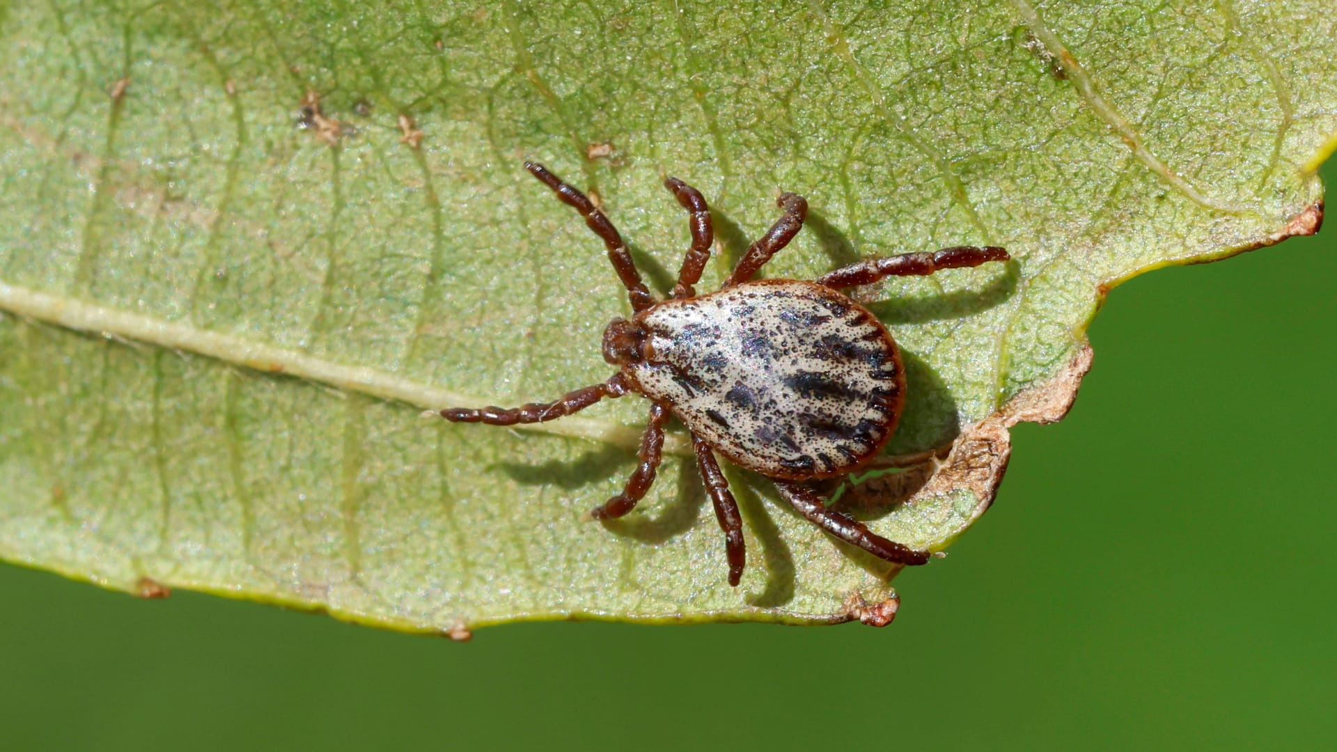 Eine Wiesen- oder Buntzecke sitzt auf einem Blatt: Die Parasiten sind wegen steigender Temperaturen inzwischen eine ganzjährige Gefahr.