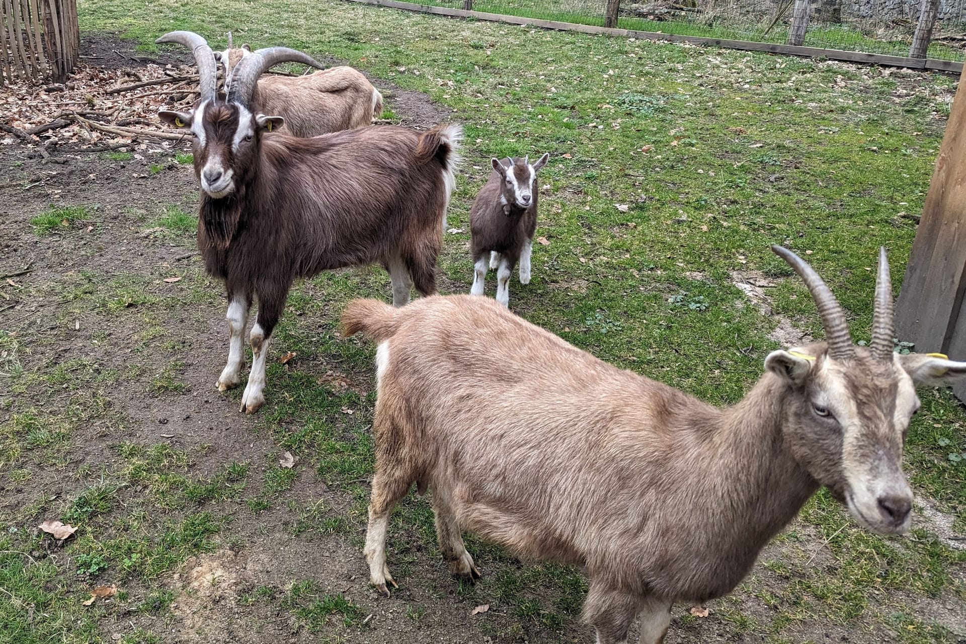 Ziegen in einem umzäunten Bereich (Symbolbild): Wegen der Maul- und Klauenseuche sind 55 Tiere getötet worden.