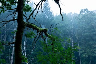 Morgennebel in einem Wald (Symbolbild): Schon vor vielen Millionen Jahre bedeckten Wälder große Teile der Erde.