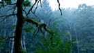 Morgennebel in einem Wald (Symbolbild): Schon vor vielen Millionen Jahre bedeckten Wälder große Teile der Erde.