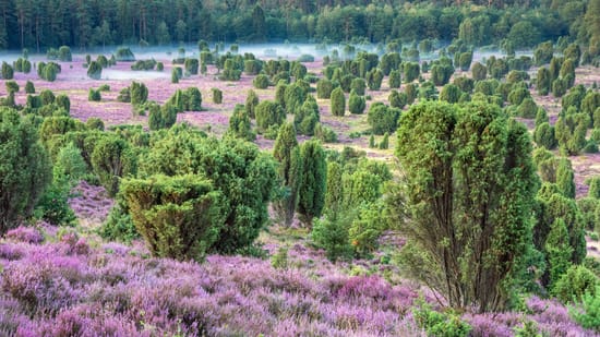 The Lüneburg Heath (archive photo). Black deer only occur in northwestern Germany. Their core area is in the Lüneburg Heath. (Source: IMAGO/Zoonar.com/Katrin May)