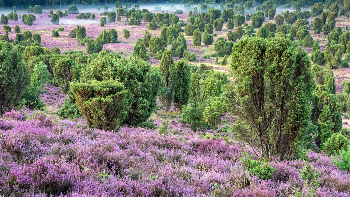 Die Lüneburger Heide aus der Luft (Archivfoto): Schwarze Rehe kommen nur im Nordwesten Deutschlands vor. Ihr Kerngebiet liegt in der Lüneburger Heide.