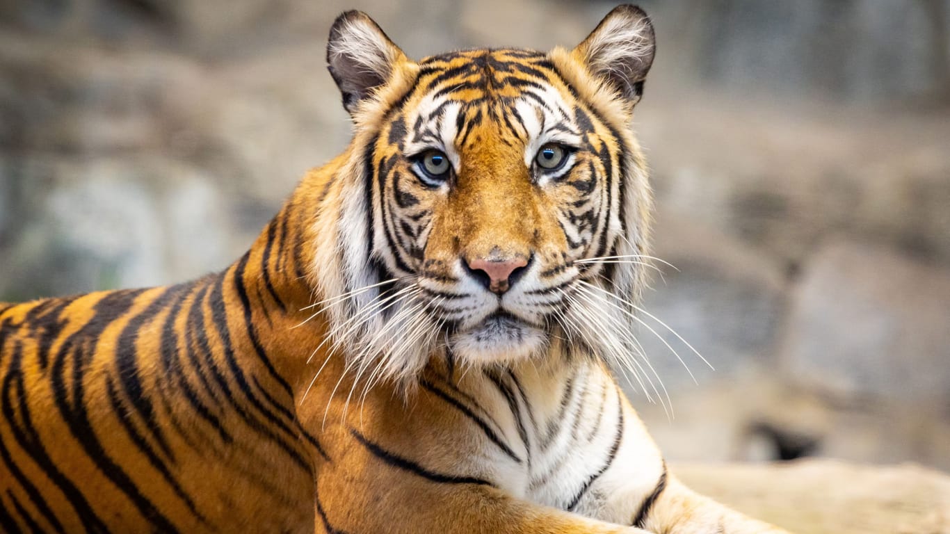 Tigerweibchen Mayang: Im Jahr 2022 bekam sie die Luise und Lotte, die inzwischen im Zoo Berlin leben.