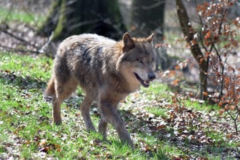 Ein europäischer Grauwolf: Das Tier darf abgeschossen werden.