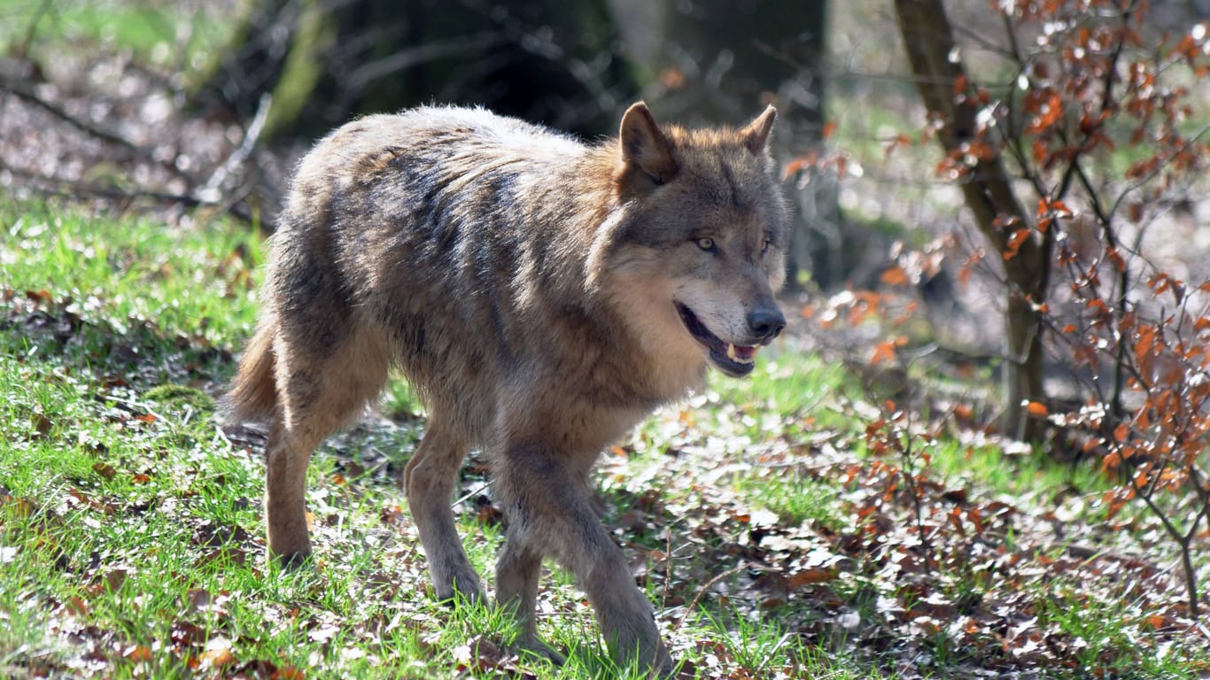 Ein europäischer Grauwolf: Das Tier darf abgeschossen werden.