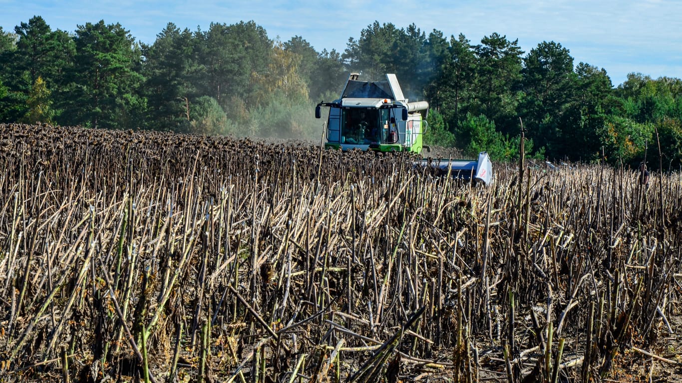 harvesting sunflower in the field with a combine