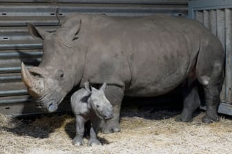 Breitmaulnashornkuh Kianga mit Baby Kilombo: Der Bulle kam Anfang März zur Welt.