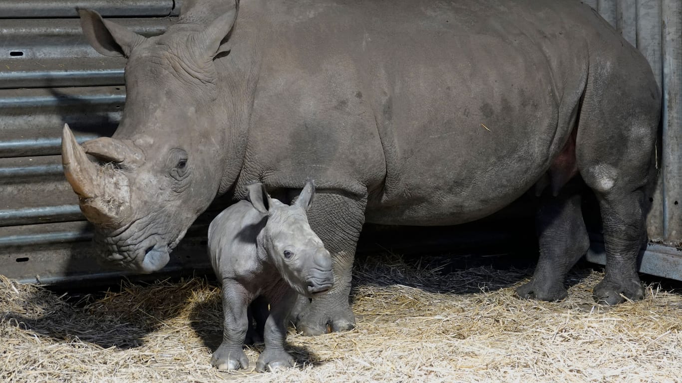 Breitmaulnashornkuh Kianga mit Baby Kilombo: Der Bulle kam Anfang März zur Welt.