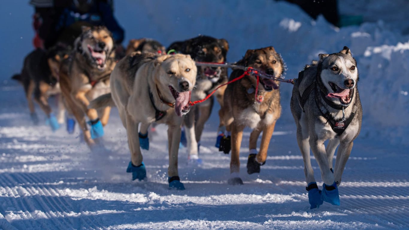 Iditarod-Schlittenhunderennen