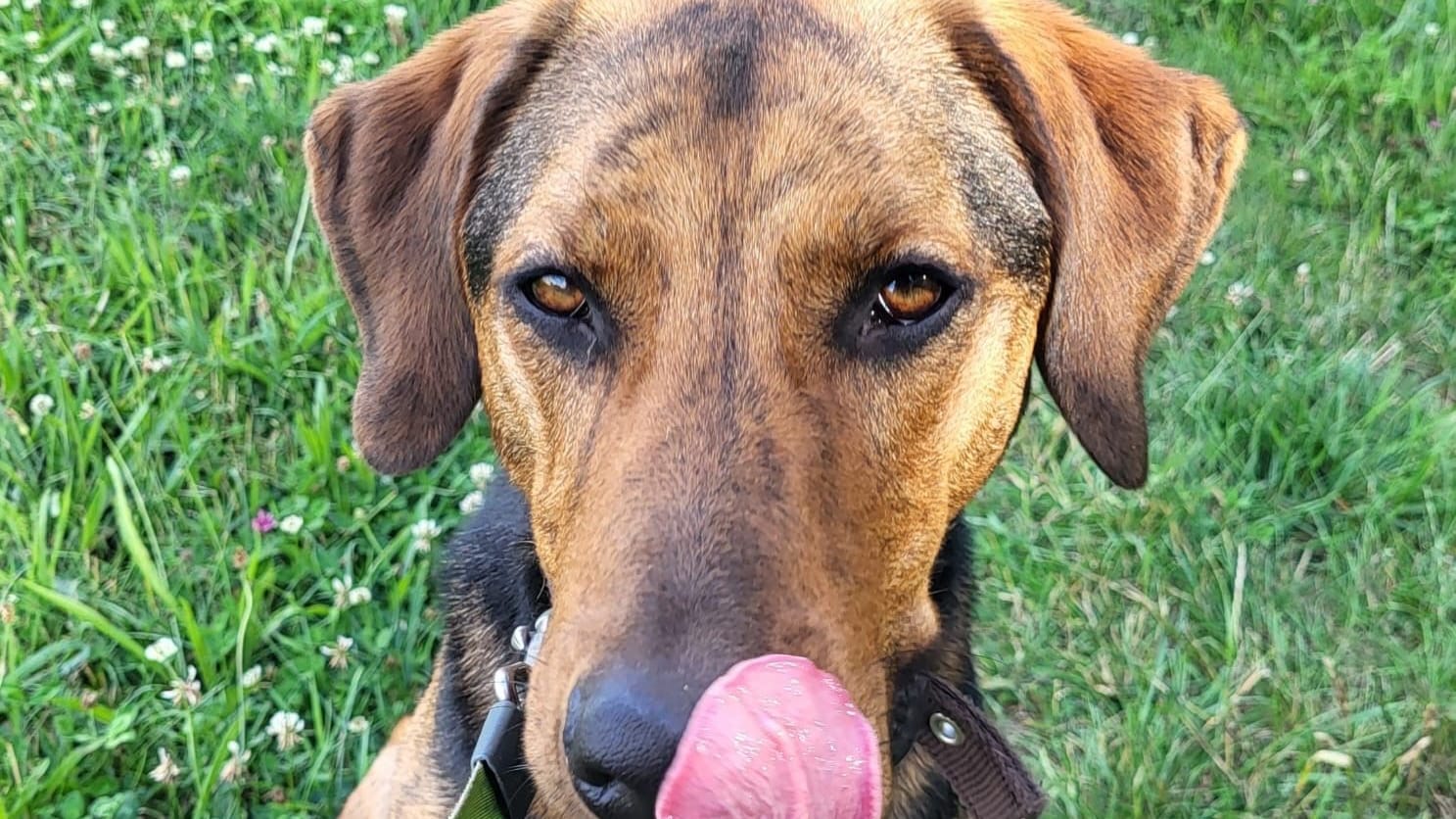 Hund Balu im Tierheim: Seit 2022 lebte er dort.