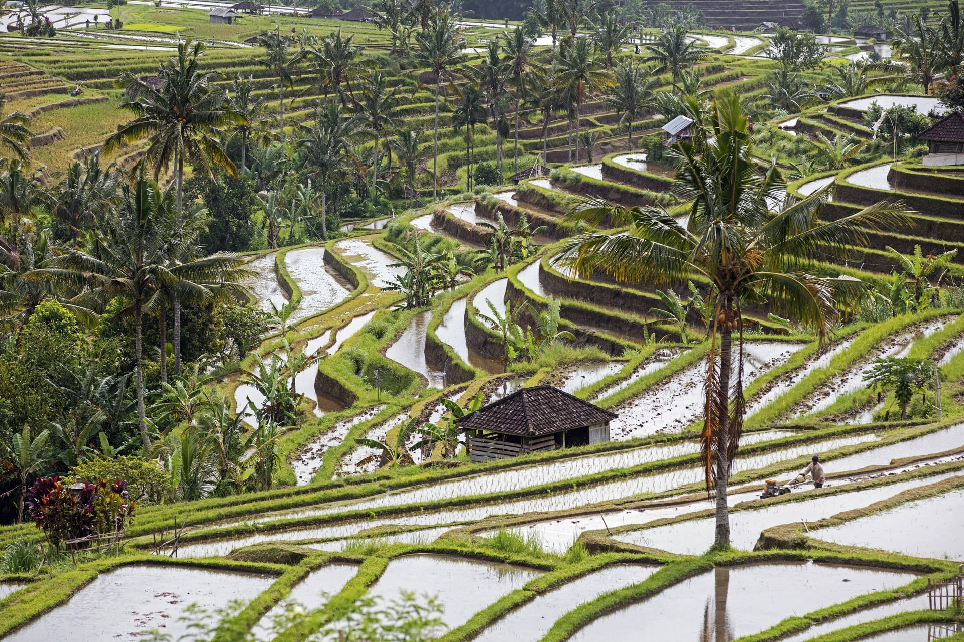 Jatiluwih auf Bali (Archivbild): Die zwei Menschen starben bei einem Erdrutsch.